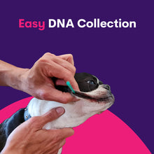 Lade das Bild in den Galerie-Viewer, Geno Pet Dog Breed Identification DNA test
